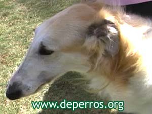 Foto 1: cabeza del perro borzoi
