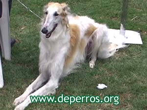 Foto 2: perro borzoi echado