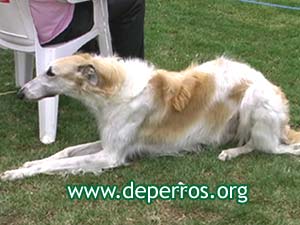 Foto 3: borzoi echado