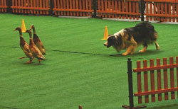 perro de herding o pastoreo