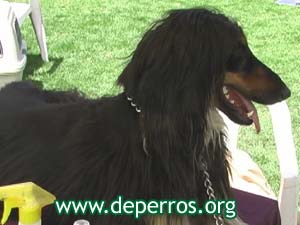 foto de perro lebrel afgano