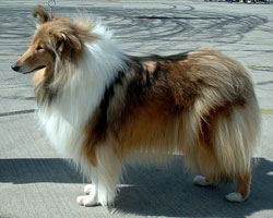 collie de pelo largo