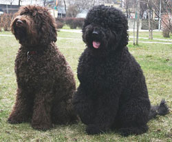 Barbet