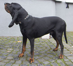 Black and tan coonhound