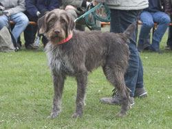 braco alemán de pelo cerdoso