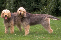 Perro de nutria (Otterhound)
