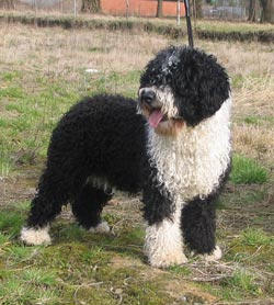 Perro de agua español