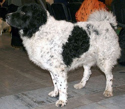 Perro de agua frisón