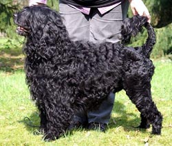 Perro de agua portugués