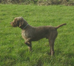 pudelpointer