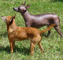 xoloitzcuintle