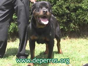 perro rottweiler