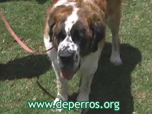 perro san bernardo
