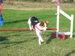 Foto de agility canino - beagle saltando