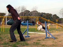 Foto de perro beagle haciendo agility