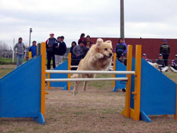 Fotos de perros - golden retriever practicando agility