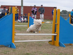 Foto de perro saltando una valla doble de poca altura