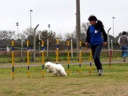 obstculos de agility - slalom