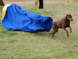 obstculos de agility - tnel