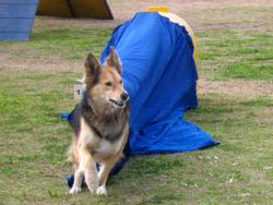 Foto de pastor alemán haciendo agility