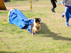 Fotos de perros - agility