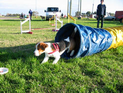 Foto de perrito beagle superando el tnel rgido