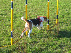 Foto de beagle practicando el slalom