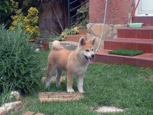 akita inu