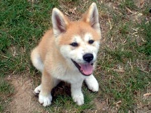 akita inu japons
