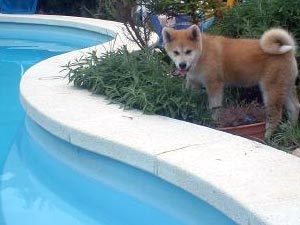 perro akita inu