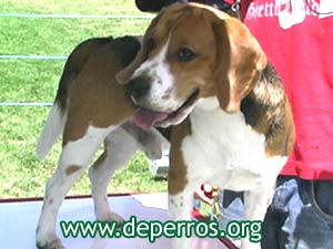 foto de perro beagle