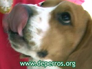perro beagle viendo golosina