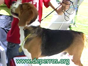 perro y gato