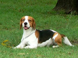 Perro beagle echado