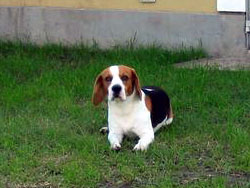 Foto de perro beagle echado