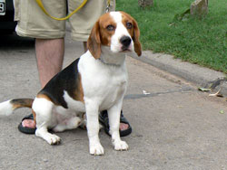 Foto de perro beagle sentado