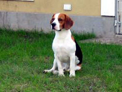 Beagle sentado posando