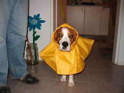 Perro beagle con impermeable