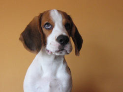 Cachorro beagle atento