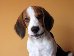 Foto de perrito beagle