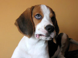 Perrito beagle posando