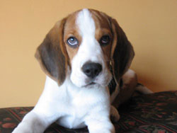 Cachorro beagle hipnotizador