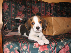 Cachorro beagle echado