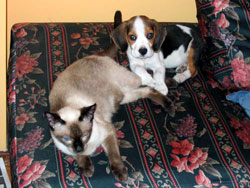 Perro beagle y gato