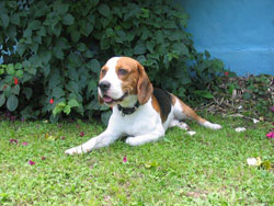 Foto de perro beagle