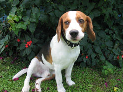 Perro beagle - Mork