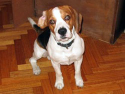 Perro beagle sentado