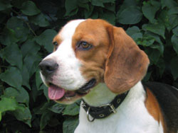 cabeza de perro beagle