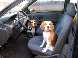 Perros beagle
