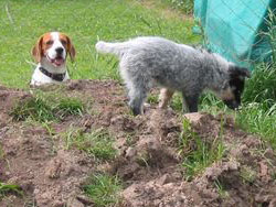 Perros - beagle y border collie
